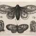 Muscarum Scarabeorum, vermiumque Variae Figure & Formae: A Moth, Three Butterflies and Two Beetles